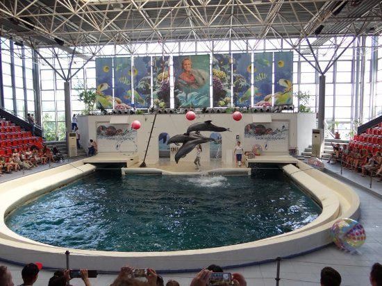 Festa Dolphinarium